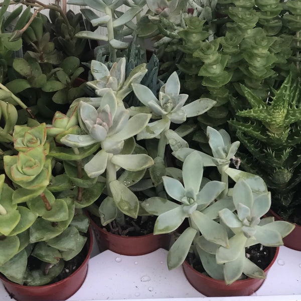 Succulent add on to a pot.