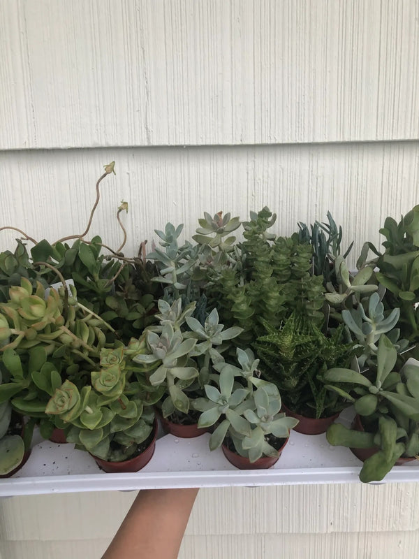 Succulent add on to a pot.