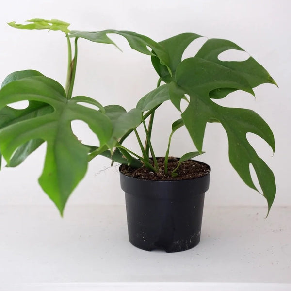 Monstera Plant (must be purchased with medium pot)