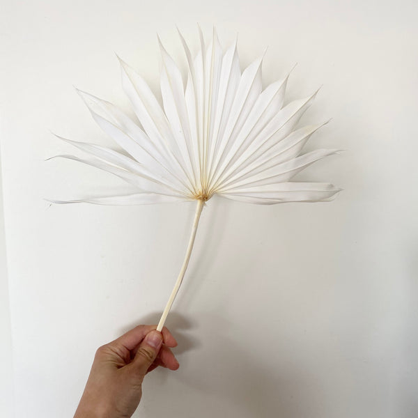 Large Dried Palm Leaves- White