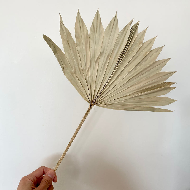 Large Dried Palm Leaves- Natural