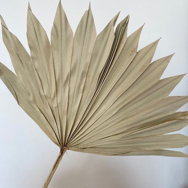 Large Dried Palm Leaves- Natural