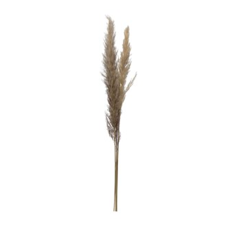 Tall Dried Pampas Grass (3 in a bunch)
